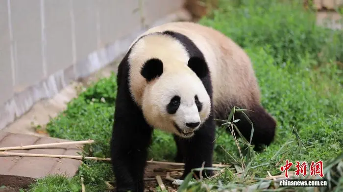 陜西漢中：朱鹮縣城筑巢見(jiàn)證人與自然共生新圖景